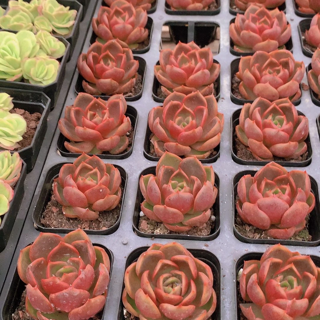 红灯23444677889999909