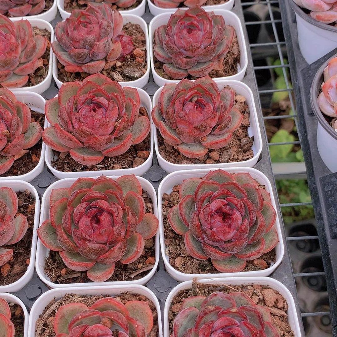 蓝莓捡漏234567788999