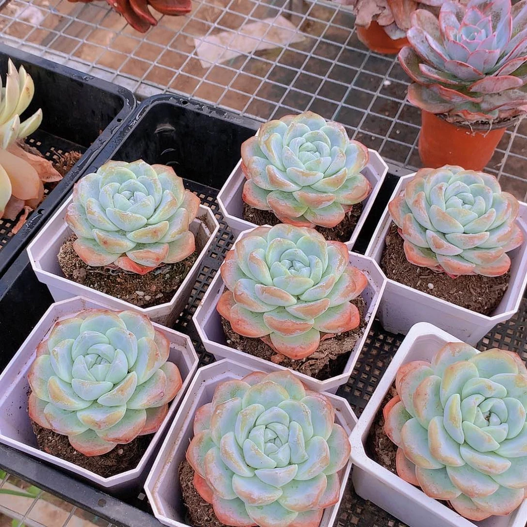 冰玉23345567778899