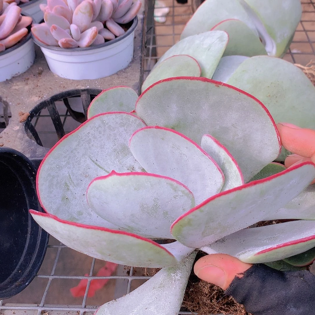 大号白眉2456778889新款9