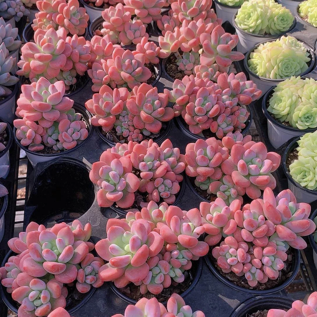 红洛神23456778889999.