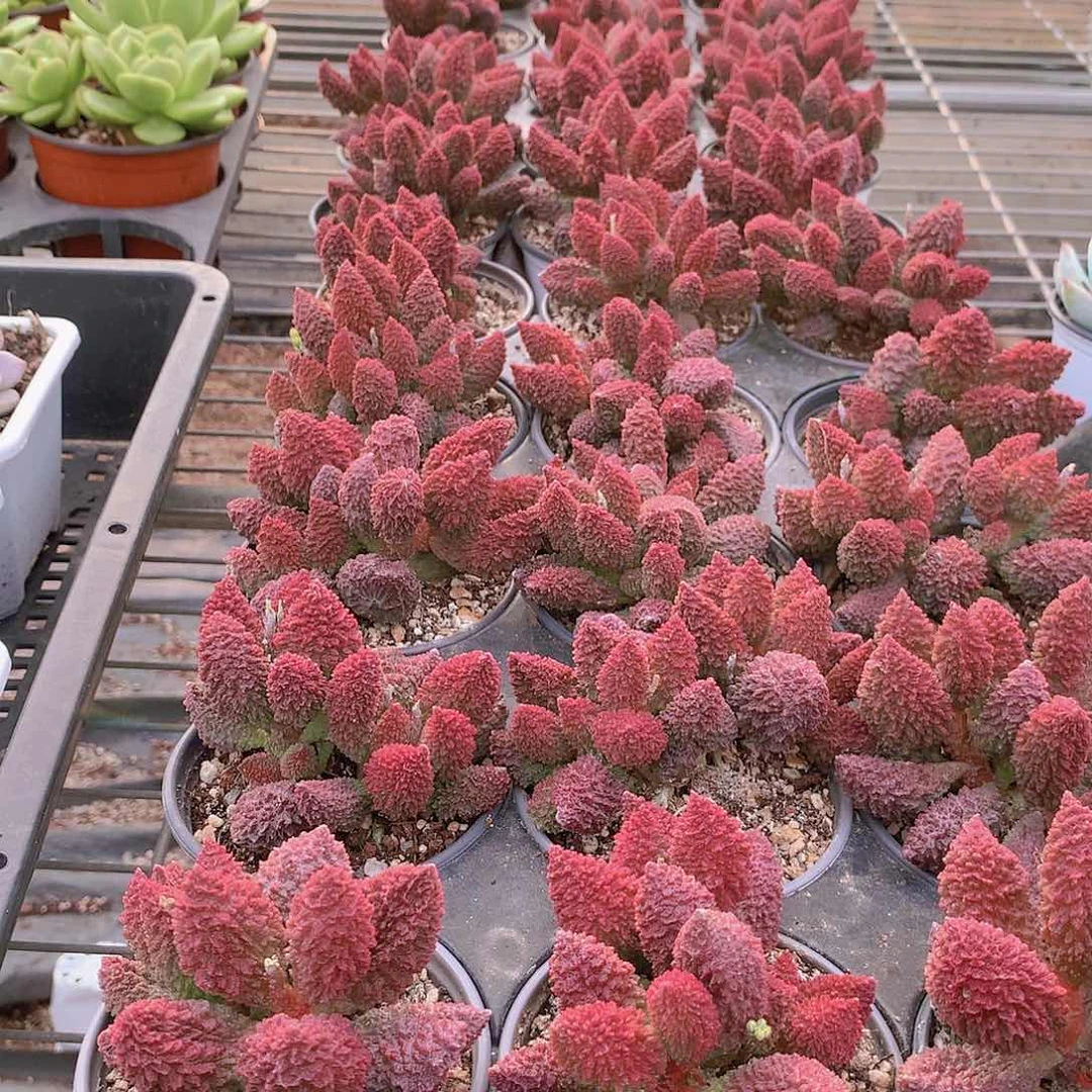 朱子玉大号2345688900