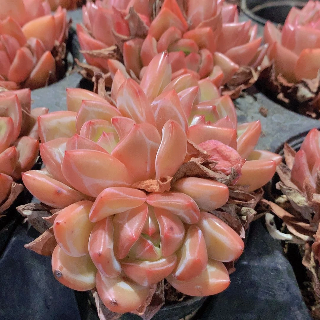 香槟群234567889990