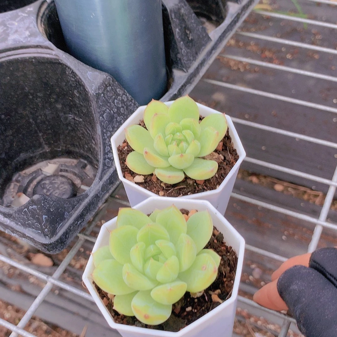 2颗雪花245566778899
