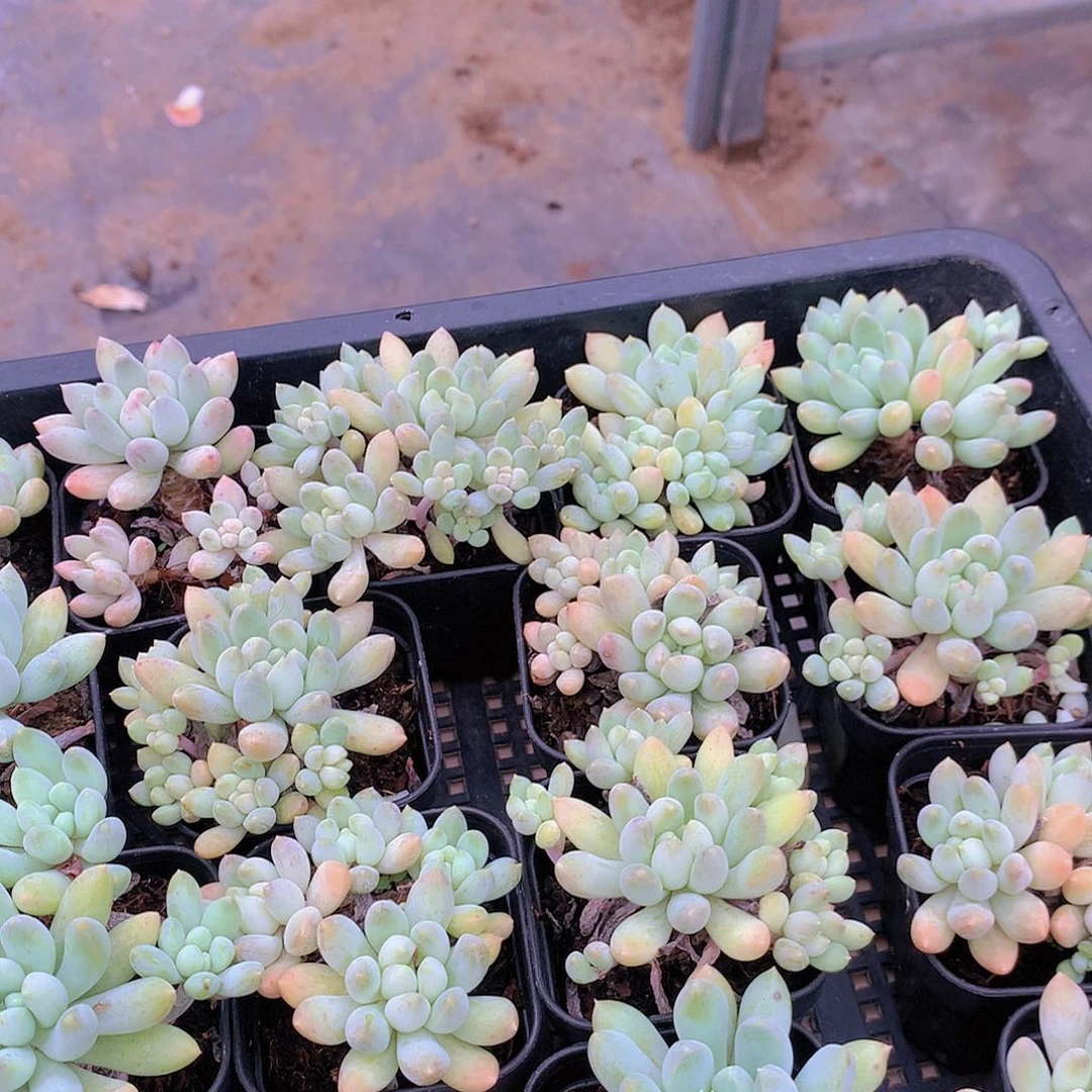 三颗奶颗24556667778899