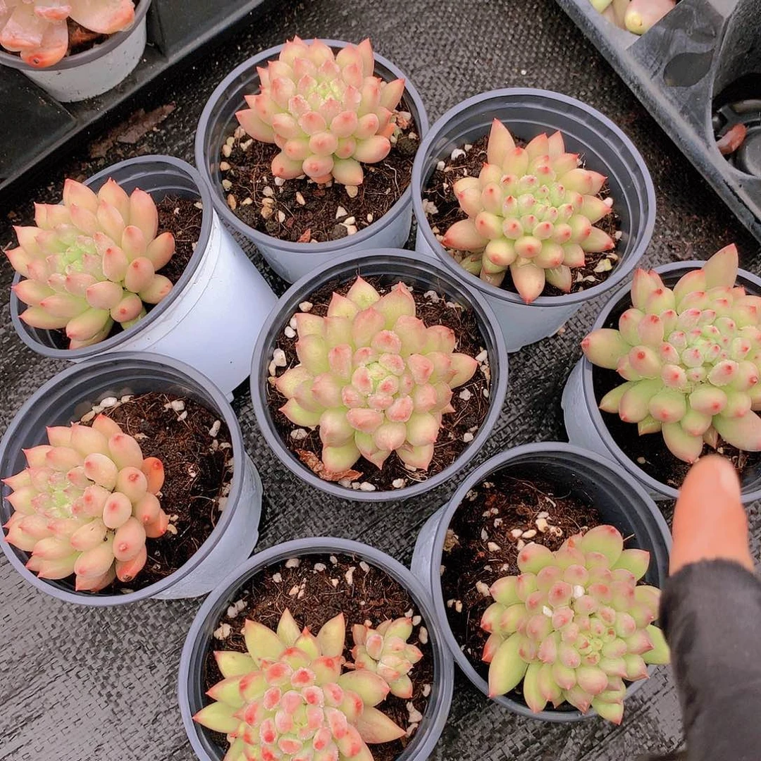 言子捡漏2346677899900