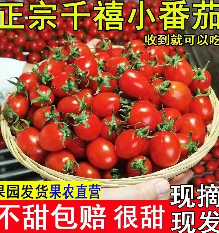 T 现摘新鲜广西小番茄圣女果纯天然熟水果小西红柿生吃番茄