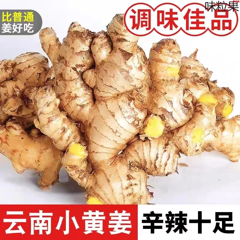 云南新小黄姜老姜生姜新鲜黄姜土姜现挖子姜嫩姜鲜姜嫩姜1-9斤