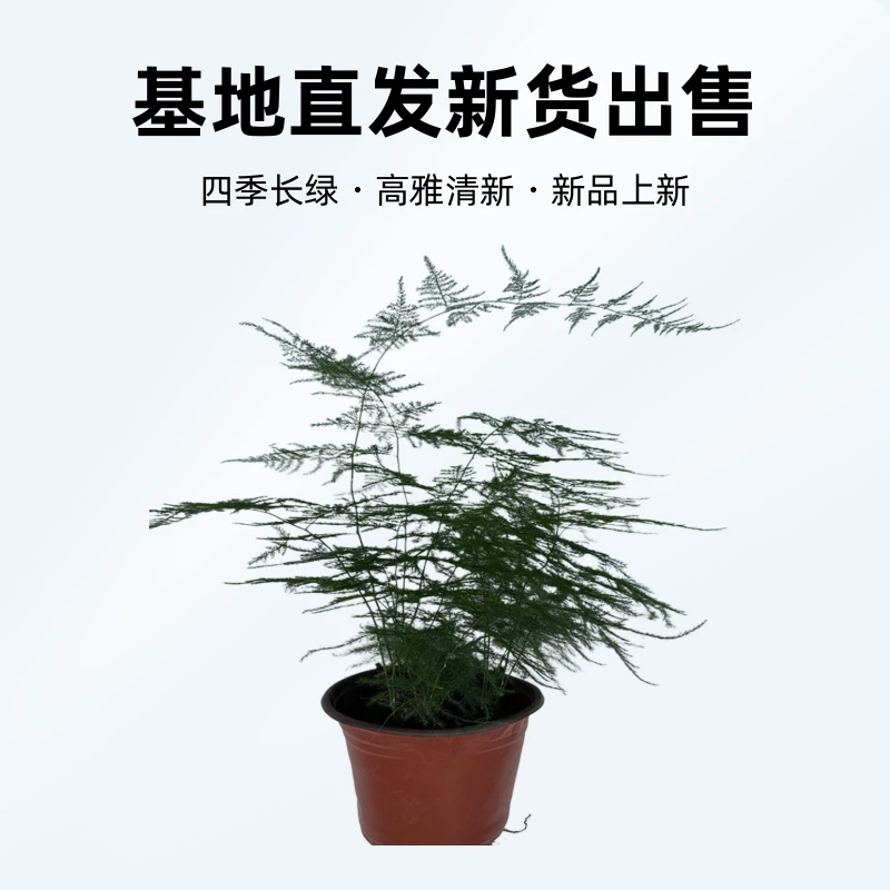 文竹高雅清新，客厅办公室卧室必备小绿植。（基地直发新货出售）