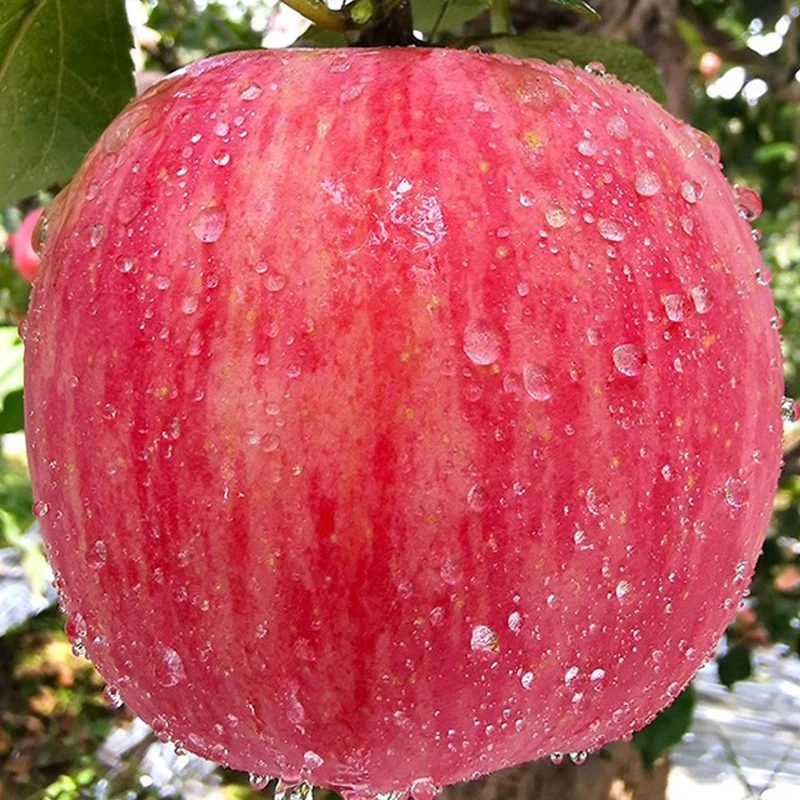 正宗陕西洛川苹果水果新鲜当季红富士冰糖心精品脆甜香味汁水酥脆