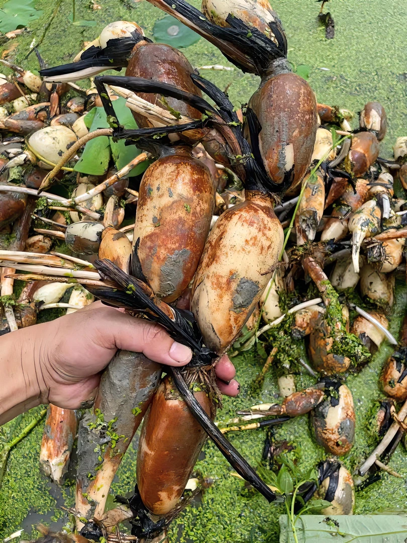 正宗咸水西胪莲藕现挖现发新鲜粉糯五斤食用带泥巴煲汤藕保鲜