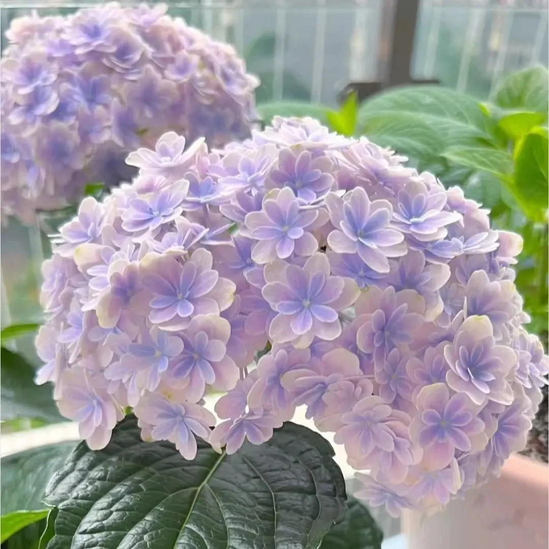 绣球花种籽子易活花籽四季播种开花多年生盆栽庭院室内无尽夏花苗