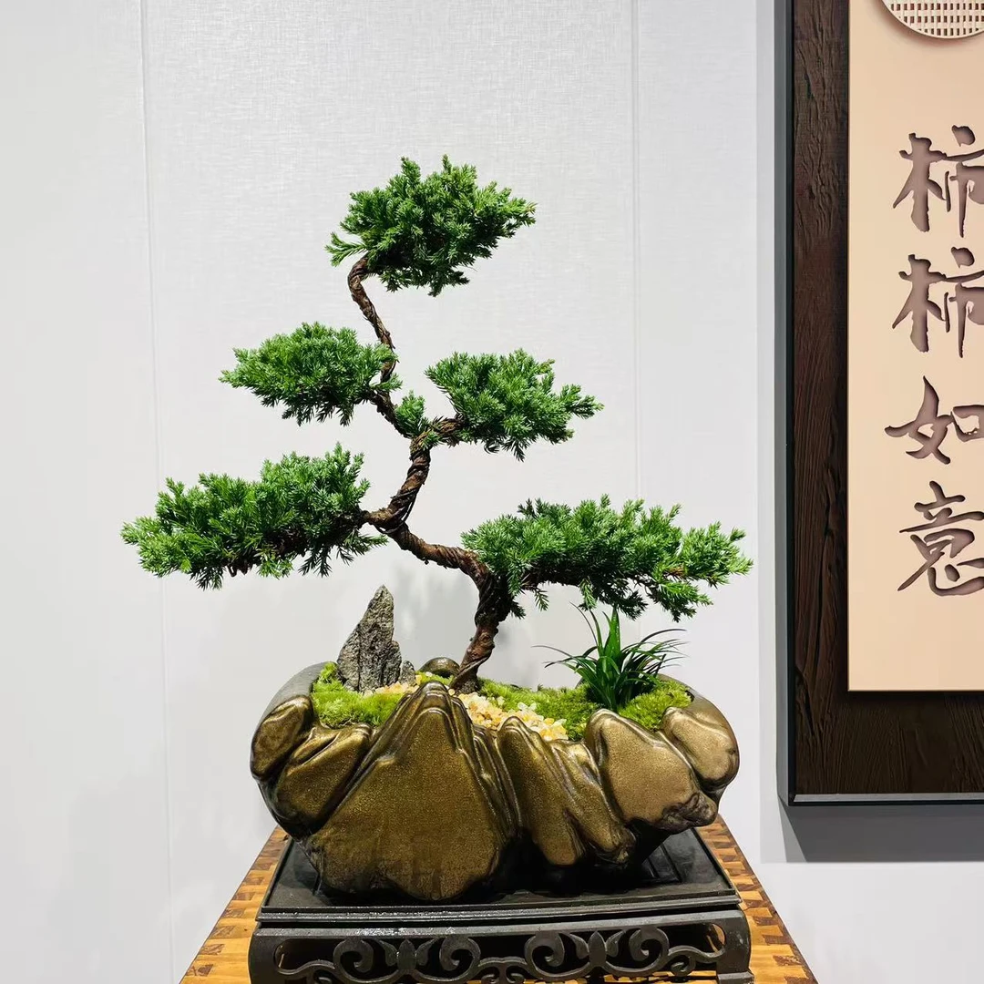 日照金山造型盆 五层珍柏 +250长方座