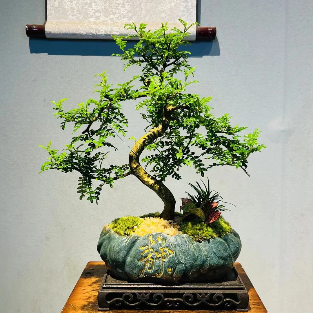 HY静觅山型盆造型清香木+225长方座