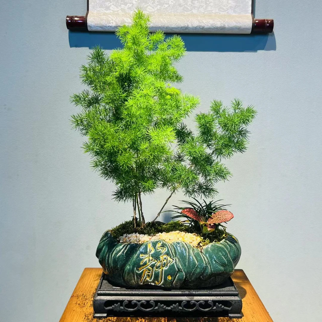 HY静心室内好养造景 蓬莱松