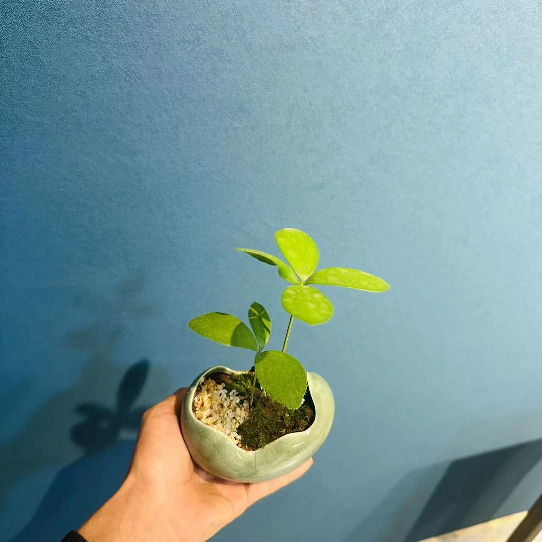 冰裂青瓷小月牙墨西哥铁幸运四叶草桌面小品+09镂空座