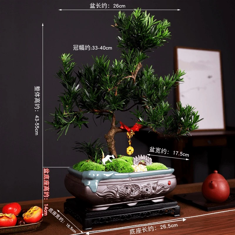 SF尚丰造型老桩罗汉松+225长方座