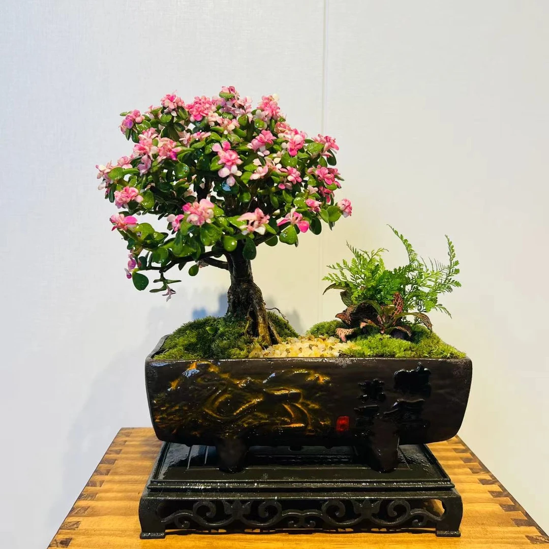 HY鹏程万里棒棒糖造景金枝玉叶+营养液+接水盘