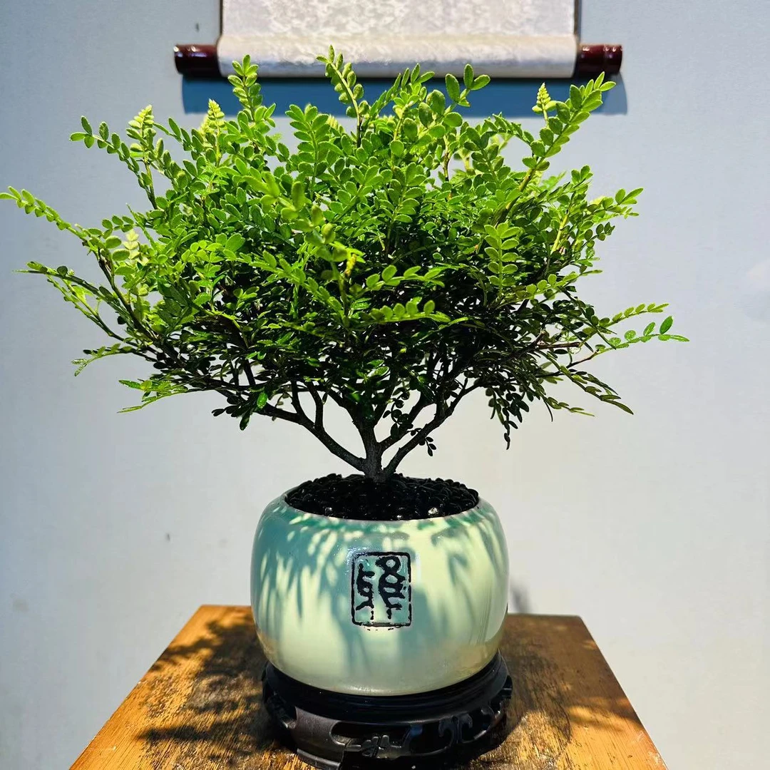 屹景清香胡椒木（韵字青瓷盆+底座+黑金石）开花植物