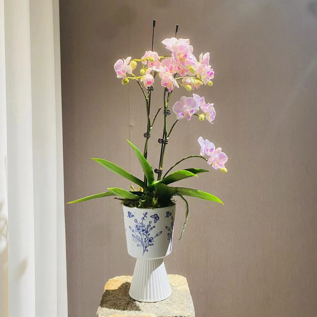 青花陶瓷新中式蝴蝶兰年宵花