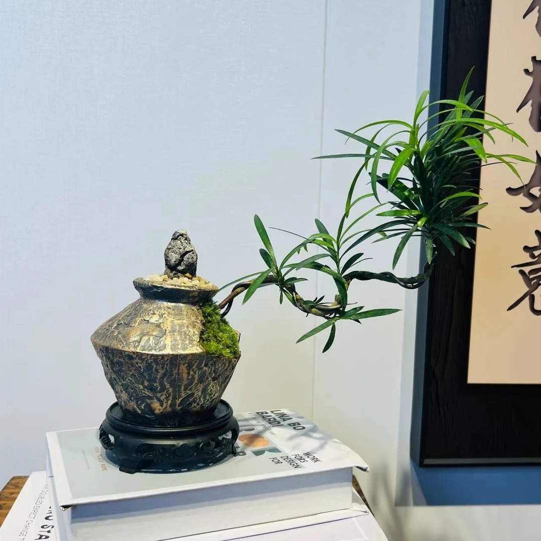 HY艺术缺口釉金盆飘枝罗汉松+09镂空座