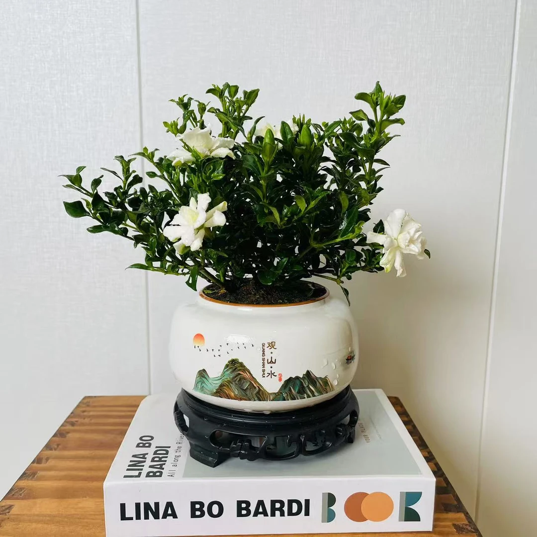 ZF【带花苞发货】观山水寿星栀子花+接水盘