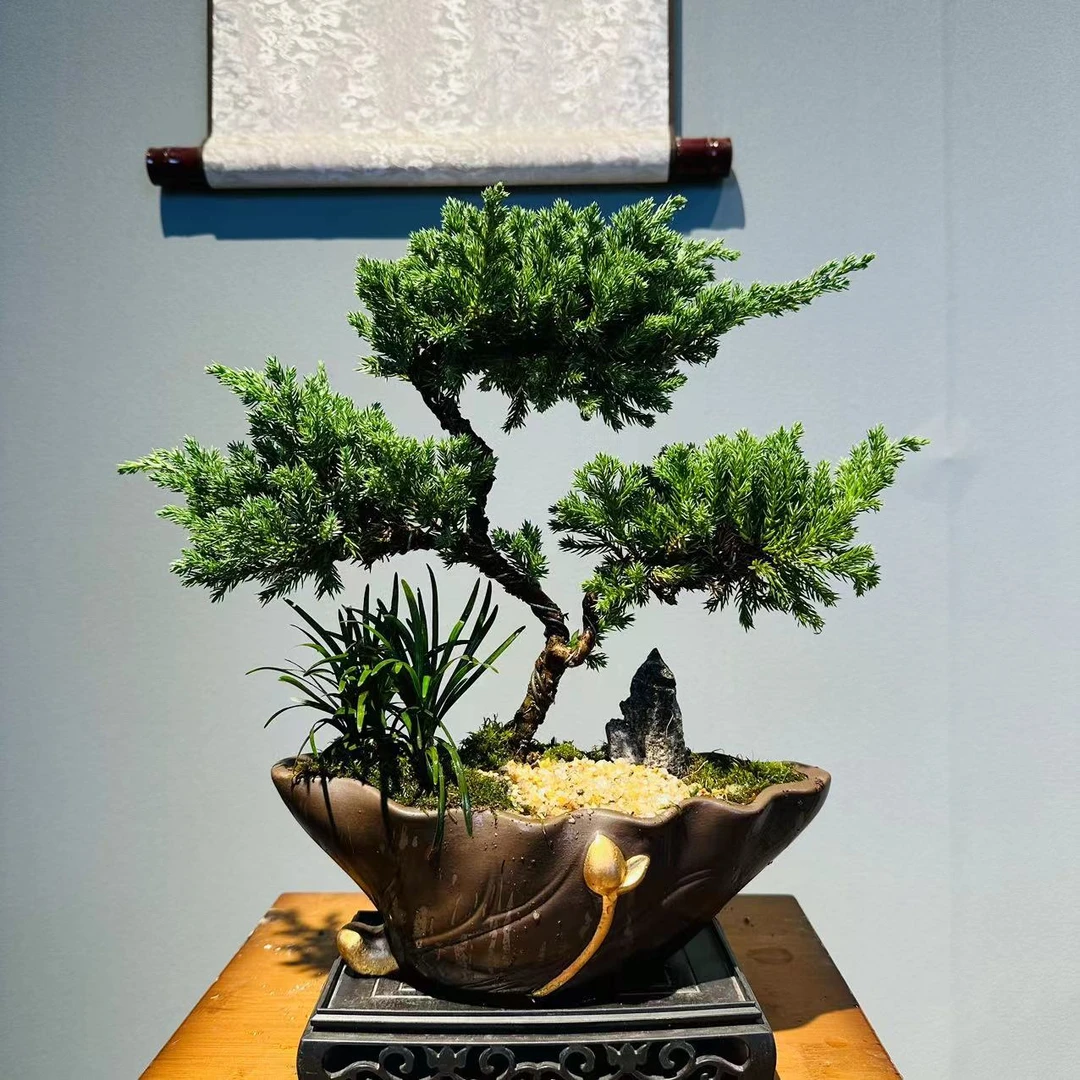 HY莲归（紫沙）三层珍柏喜阳耐寒造型盆景摆放桌面绿植接水盘5/29