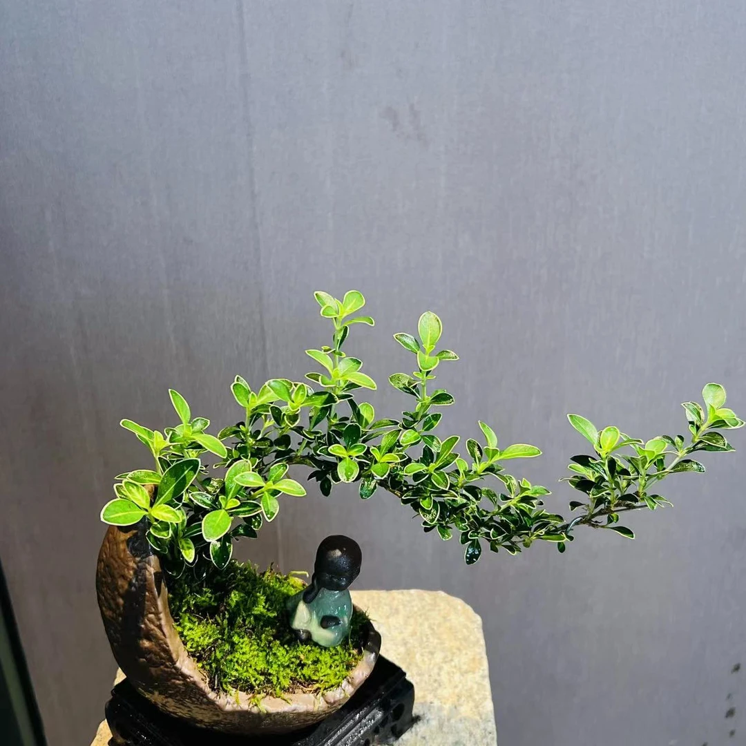 HY小月牙飘枝六月雪小精品桌面盆栽室内好养易活开花接水盘小和尚