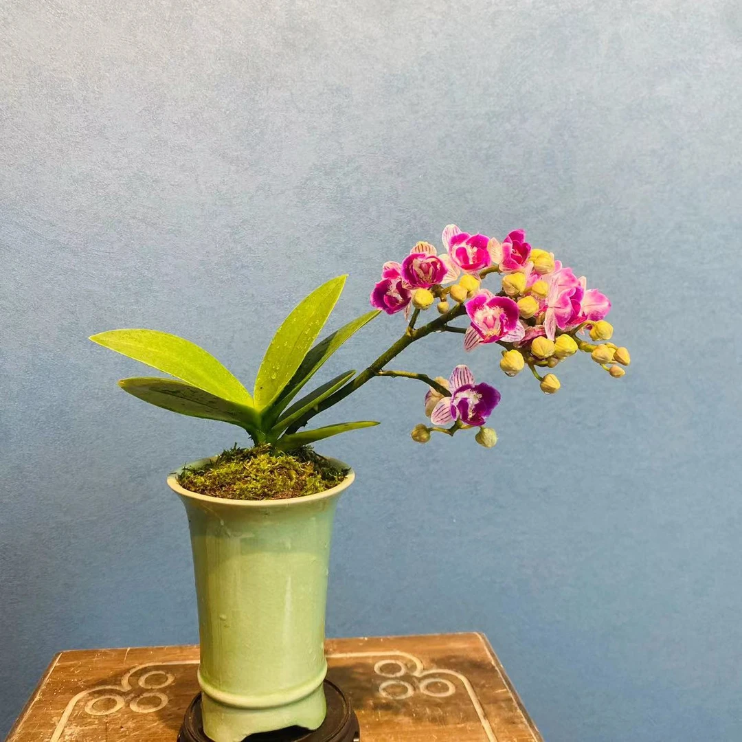 韵圆三生三世蝴蝶兰桌面小品+09镂空座