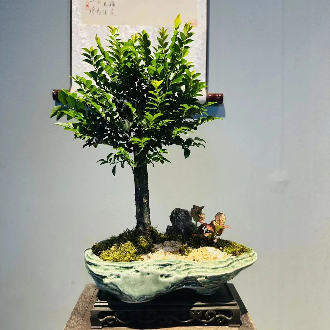 卿纹青瓷造型小叶紫檀黑古茶+250长方座