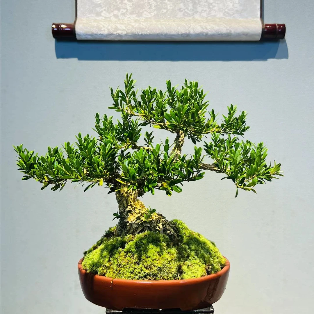 一物一拍 紫沙造型老桩黄杨