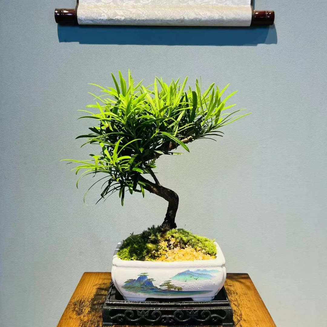 ZF四方水墨山水哥窑盆造型罗汉松+185长方座