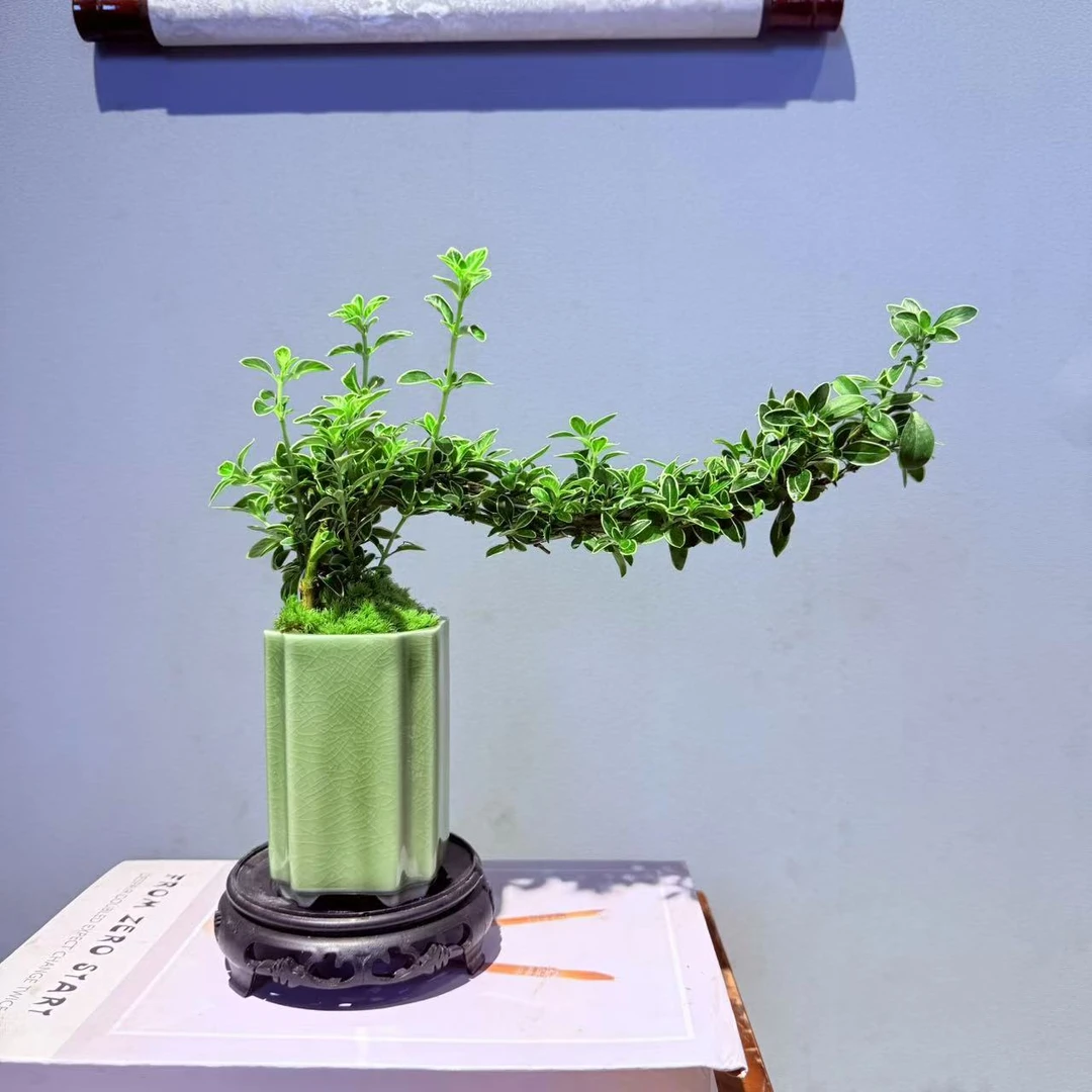 ZF绿色小陶罐冰裂纹小飘枝六月雪小精品桌面室内好养易活开花