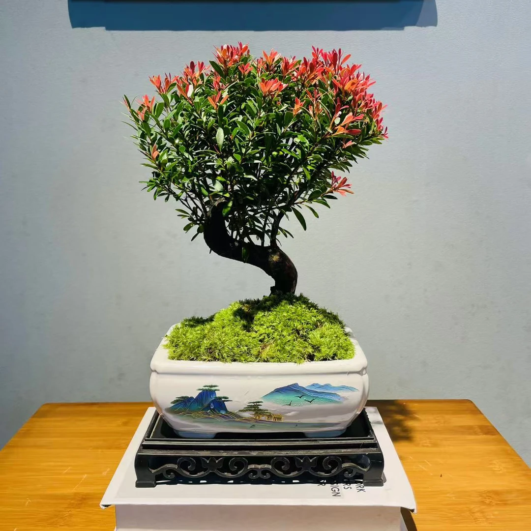 ZF四方山水画S湾红芽小叶赤楠+接水盘