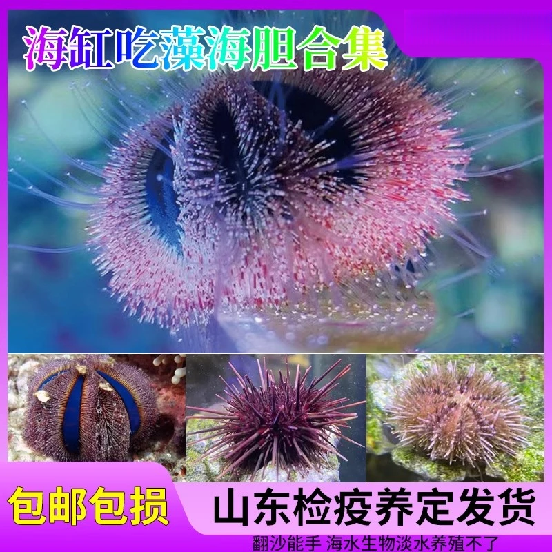 蓝礼服海胆紫海胆海缸吃藻工具生物海水生物造景海缸生物