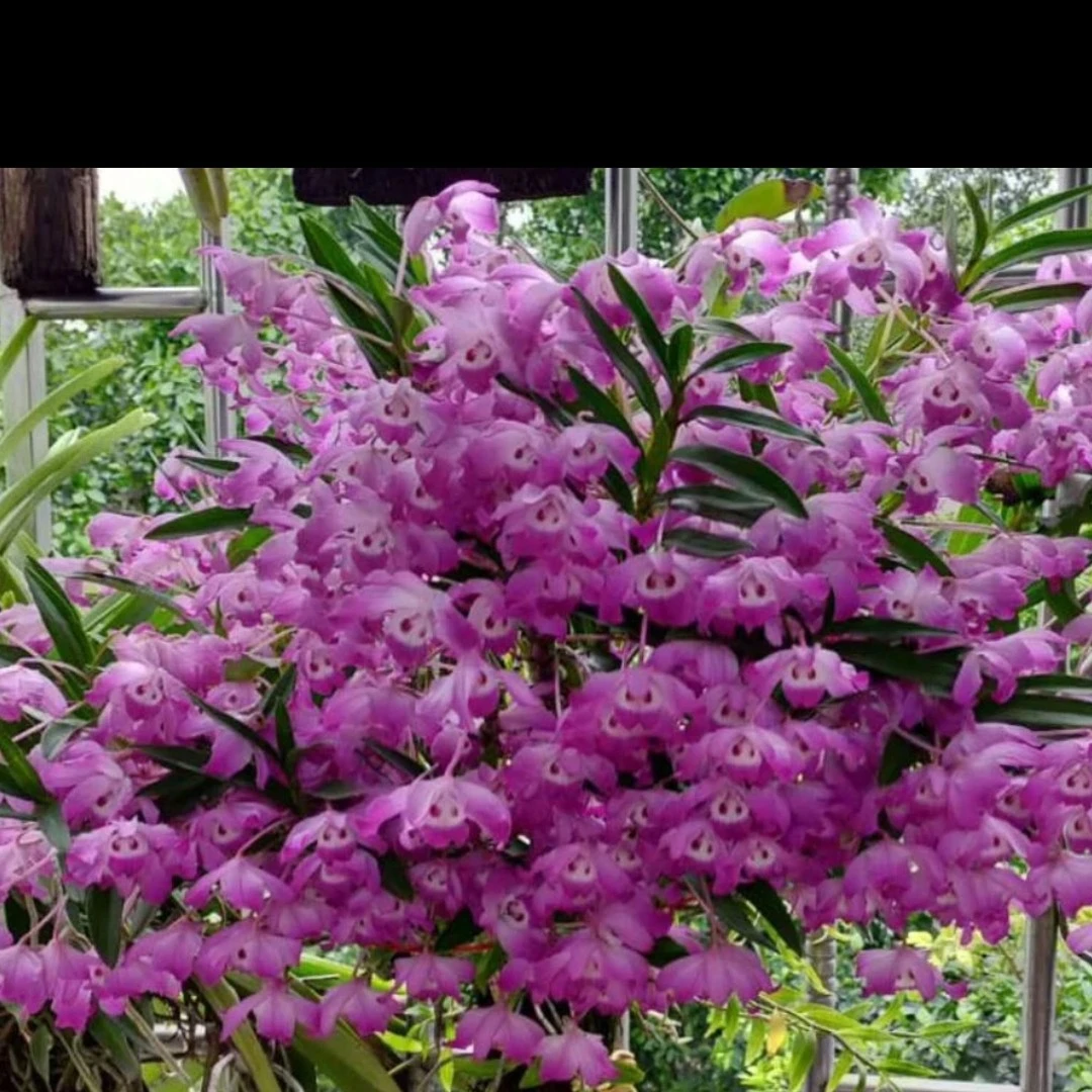 海南樱石斛，爆花量大，花香花美