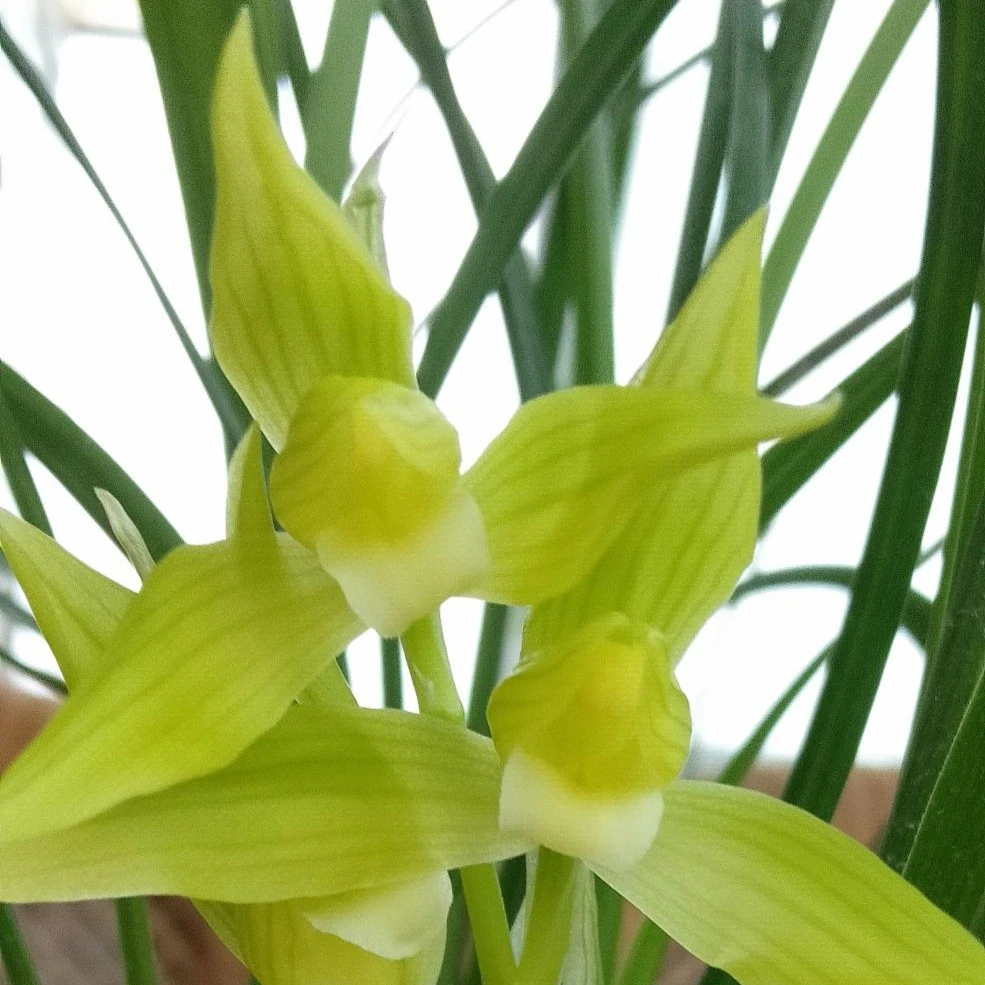 春剑西蜀道光（黄色素心花）新店特惠带盆发货春剑兰花