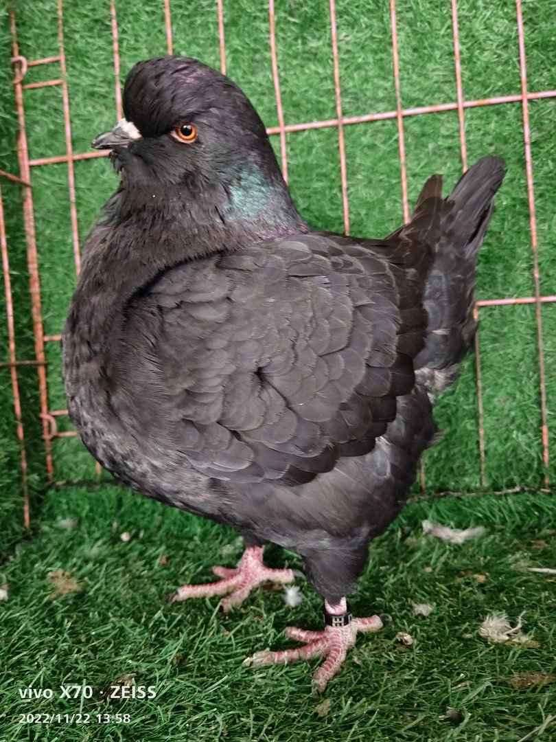 大肉鸽子生鲜两只（图片为参考图，主要以直播间为准）