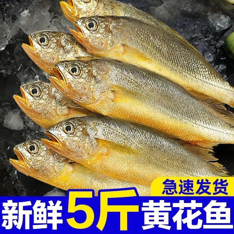 海捕小黄鱼