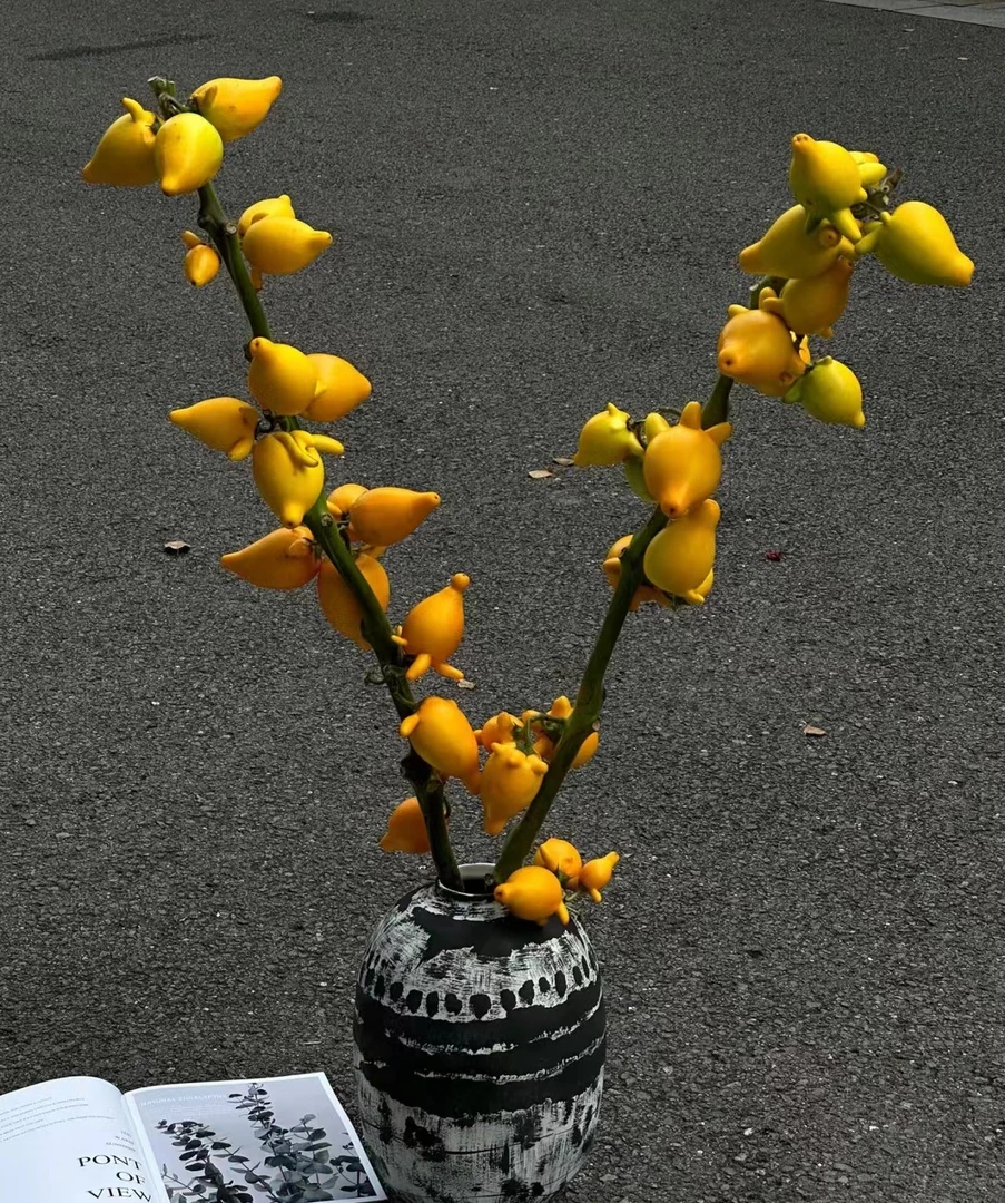 五代果/鲜切花/可做干花/低价鲜花/很好养护搭配/云南优选直发