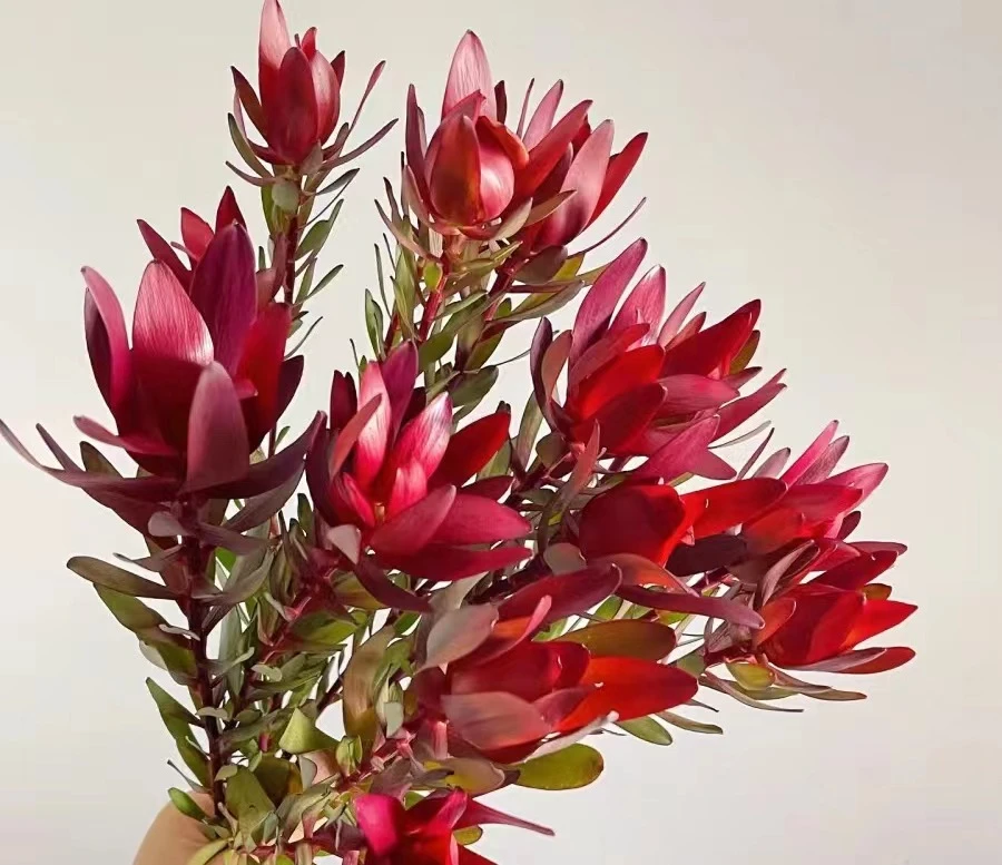 【木百合花】低价年宵花好养护/鲜切花水培/年宵花/云南顺丰包邮