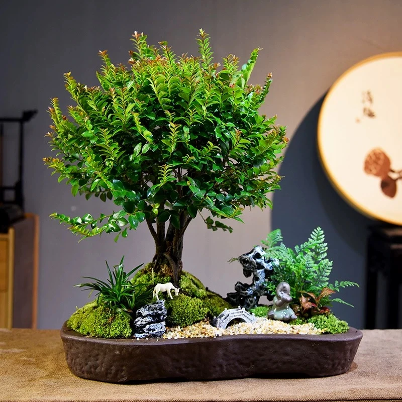 绿植花卉木桩盆景盆栽700-1100