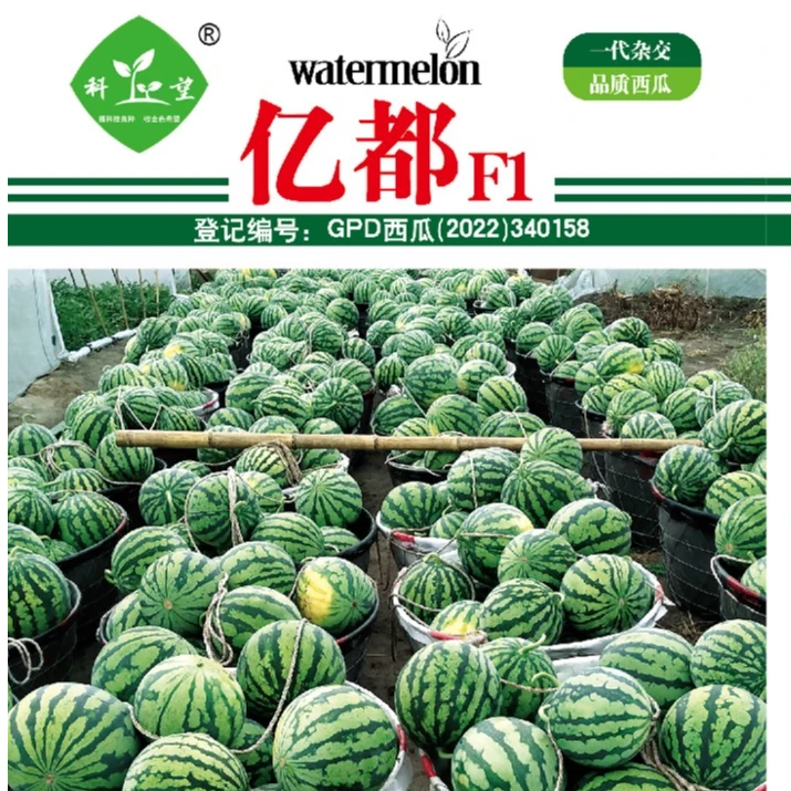 亿都西瓜，产量高，大红瓤，甜度高，易管理，好，麒麟耐裂瓜。