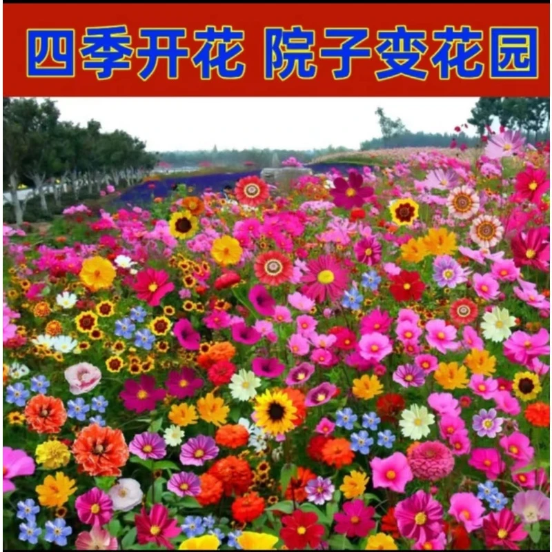 野花组合七彩组合美丽乡村花种四季种植好看院子阳台路边绿化D