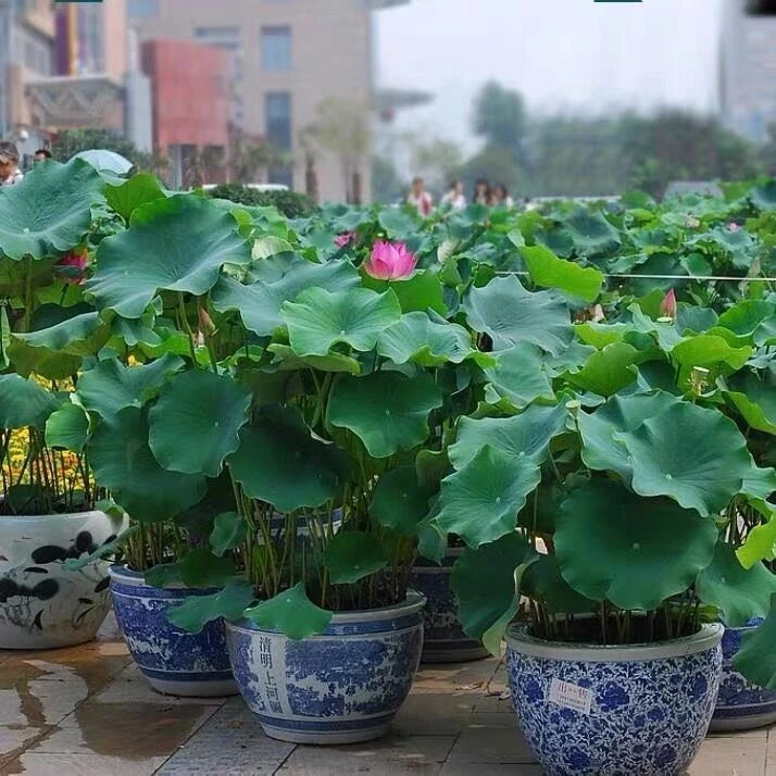 【荷花藕苗盆栽】池塘观赏性荷花 耐热耐寒 莲花食用藕 南北方种植