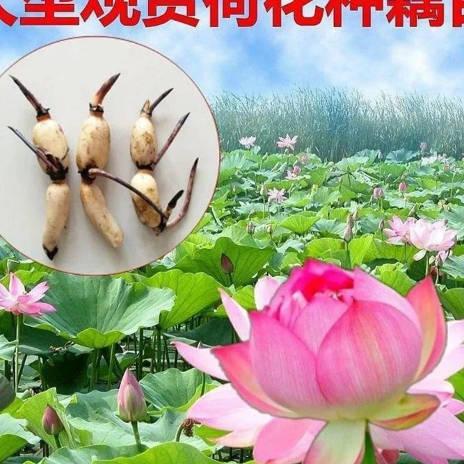 Q【观赏荷花混色发货】大叶多瓣庭院水培花盆水缸种藕种球