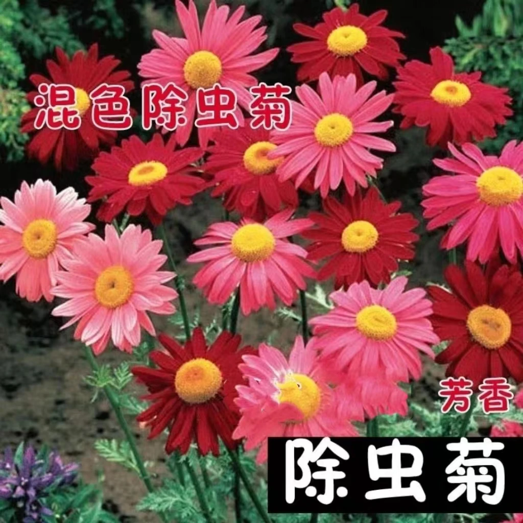 【除虫菊种子】四季播种四季多色阳台庭院种春季新手可养混色适宜D