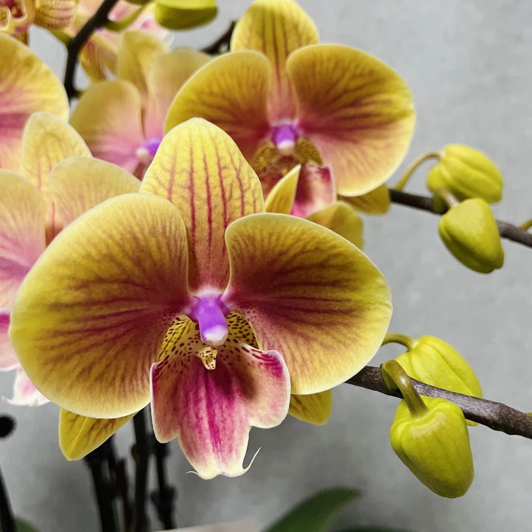 【悦橙】蝴蝶兰室内年宵花鲜花绿植送礼亲戚礼物盆栽乔迁