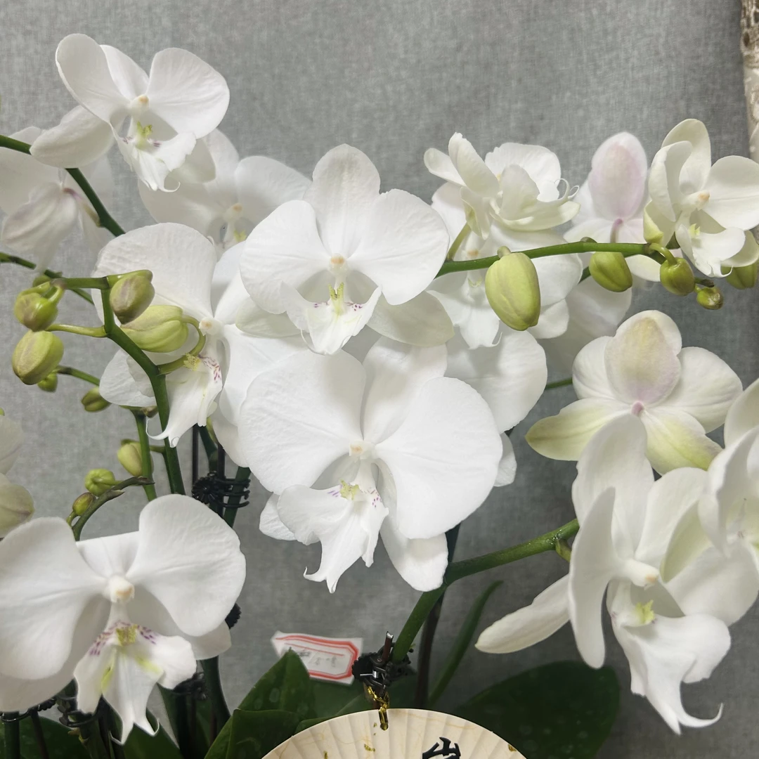 【曼塔吉利】安祖 蝴蝶兰室内鲜花绿植送礼亲戚礼物盆栽