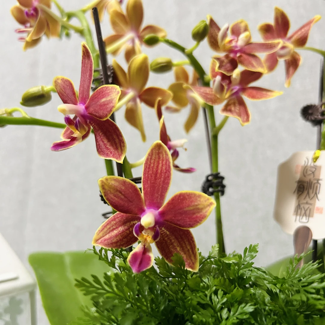 【橘子香水】3.0寸杯 蝴蝶兰室内年宵花鲜花绿植送礼亲戚礼物盆栽